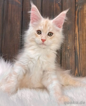 Wunderschönes männliches Maine-Coon-Kätzchen sucht ein gutes und fürsorgliches Zuhause.