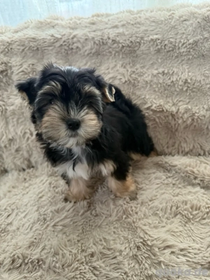 2 Mädchen Yorkshire Terrier Welpen 