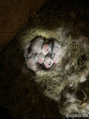 Seltene Englische Angora Kaninchen Nachzucht 2026