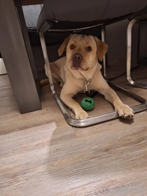 Rocky 2Jahre alter Labrador