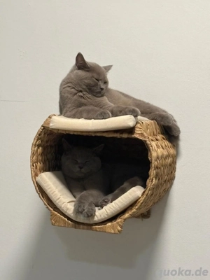 2 xBKH Kitten Geschwister ,7 Monate