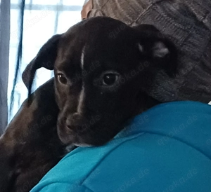 Labrador Mischlings Welpe  Hündin 