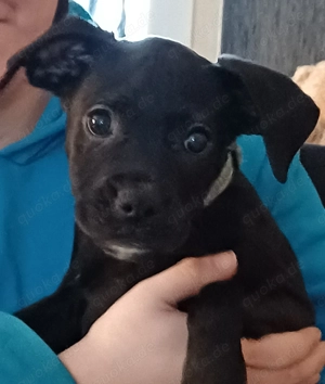 Labrador Mischlings Welpe bullador 