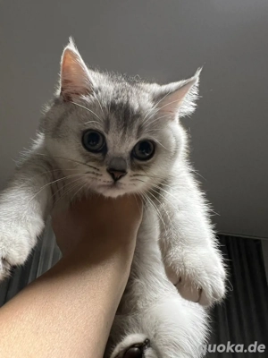 2 British Kurzhaar Kitten ab sofort abzuholen