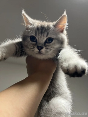 1 British Kurzhaar Kitte ab sofort abzuholen