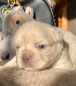 Premium Französische Bulldoggen Welpen aus promovierter Zucht