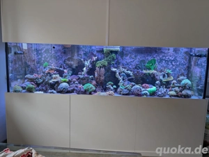 Meerwasser Aquarium Salzwasser Aquarium verkauf Becken komplett Preis VHS Hobby Aufgabe 