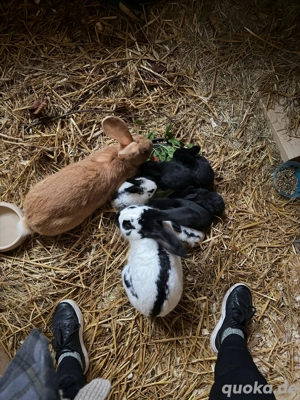Deutsche Riesen Kaninchen