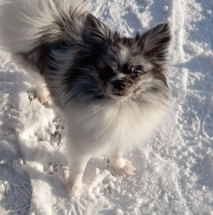 Wunderschöner Pomchi Deckrüde in Blue Merle (Kein Verkauf) ! Bild 10