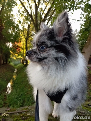 Wunderschöner Pomchi Deckrüde in Blue Merle (Kein Verkauf) ! Bild 9