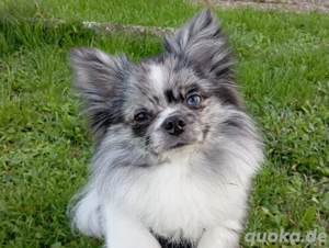 Wunderschöner Pomchi Deckrüde in Blue Merle (Kein Verkauf) ! Bild 3