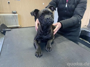 Lenda, z.Zt.  in Ungarn, eine junge, kleine Bulli-Mix-Hündin, ihre Art verbreitet sofort gute Laune 