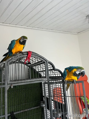 Gelbbrustara Pärchen 