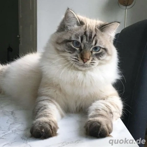 Ragdoll kater