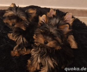 Yorkshire Terrier 