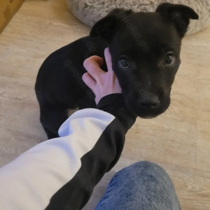 Zuckersüße Mischlingswelpen