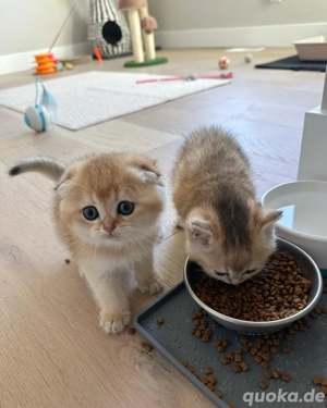 Britisch Kurzhaar-Kätzchen zur Adoption