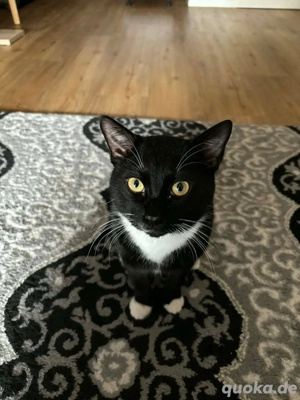 Kater zu verkaufen 