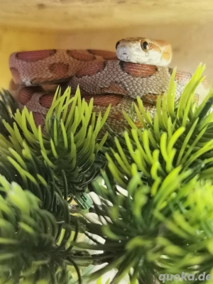 0.1 Microscale het Amel 66% Palmetto, Anery(Scaleless, Micro, Microscaleless)   