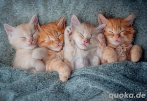 Ich suche ein kleines kätzchen 