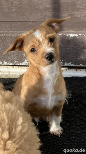 Chihuahua Maltipoo Mix Welpe Rüde