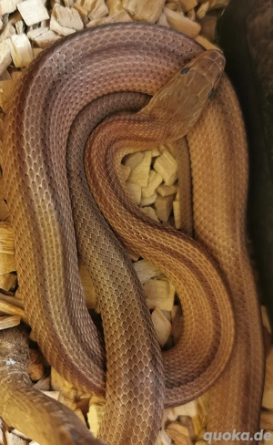 0.1 Classic Stripe het Microscale, Bloodred, Hypo, Caramel, Scaleless, Microscaleless, Micro 