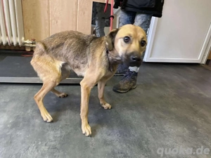 Vivien, z. Zt. in Ungarn, eher unscheinbar, einfach nur freundlich.