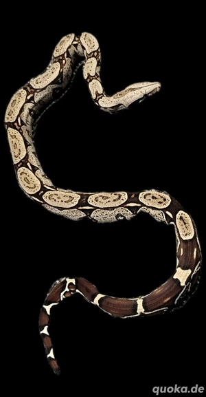 Boa constrictor constrictor Guyana