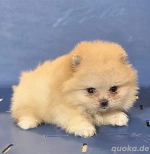 Pomeranian baby face