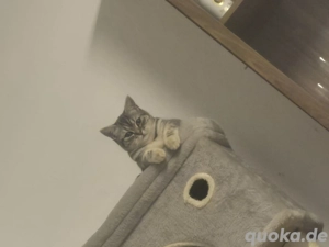 britische kurzhaar   vB