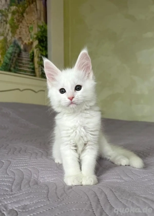 Unsere 3 Monate alten Maine-Coon-Kätzchen suchen ein liebevolles neues Zuhause