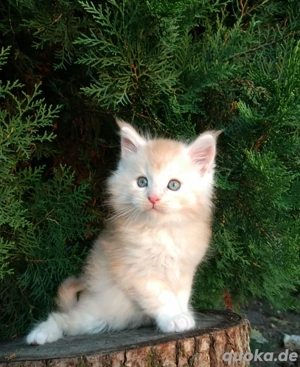 Maine-Coon-Kätzchen (3 Monate alt) suchen ihr Für-immer-Zuhause