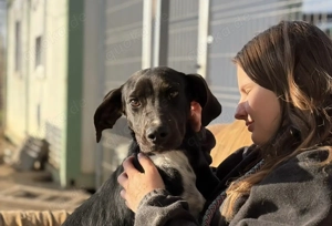 Vihar, z.Zt. in Ungarn, Welpen sind zauberhafte, verspielte, freundliche und neugierige Wesen