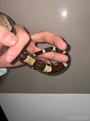 1.0 Boa Constrictor Guyana LTC Wf24 Bild 8