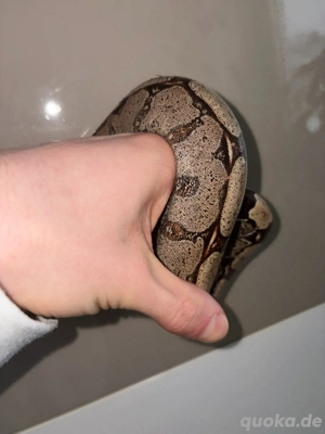 1.0 Boa Constrictor Guyana LTC Wf24 Bild 9