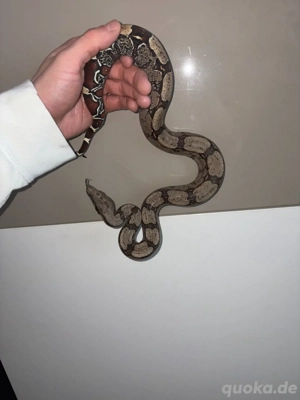 1.0 Boa Constrictor Guyana LTC Wf24 Bild 6