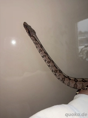1.0 Boa Constrictor Guyana LTC Wf24 Bild 3