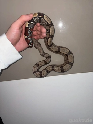 1.0 Boa Constrictor Guyana LTC Wf24 Bild 7