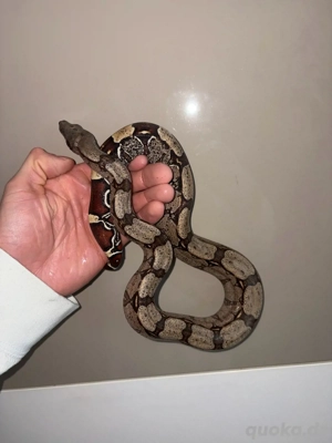 1.0 Boa Constrictor Guyana LTC Wf24 Bild 5
