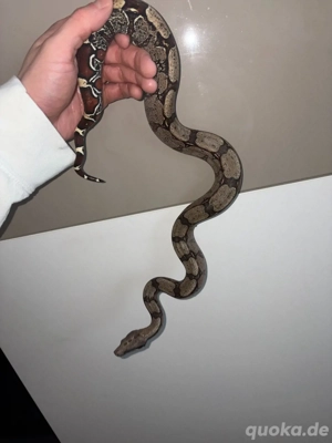 1.0 Boa Constrictor Guyana LTC Wf24 Bild 4