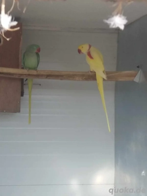 Großer Alexandersittich