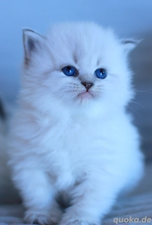 Reinrassige Kitten mit Stammbaum.Neva Masquarade  Sibirische Bild 2