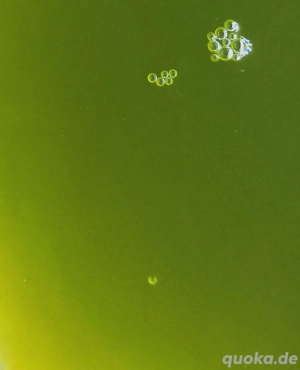 Phytoplankton Nannochloropsis Salina senkt PO4 und NO3 Plankton, Meerwasser