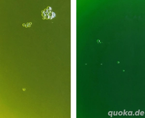 Phytoplankton Mix Nannochloropsis Salina und Synechococcus, senkt PO4 und gegen Cyanobakterien