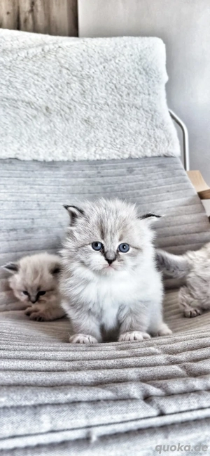 Reinrassige Kitten mit Stammbaum.Neva Masquarade  Sibirische Bild 5