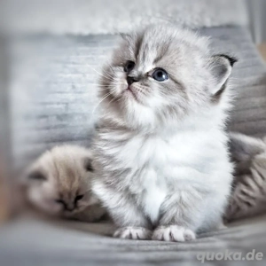 Reinrassige Kitten mit Stammbaum.Neva Masquarade  Sibirische Bild 6