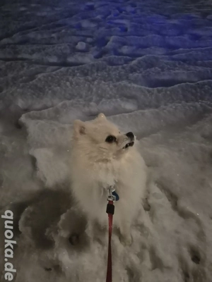 Pomeranian Zwergspitz Rüde 