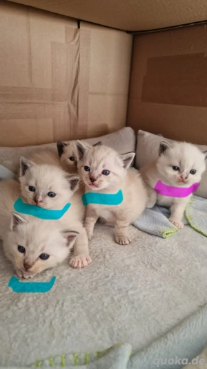 Ragdoll-birma kitten