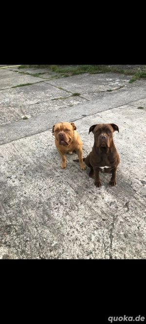 liebevolles zuhause gesucht schweren herzens