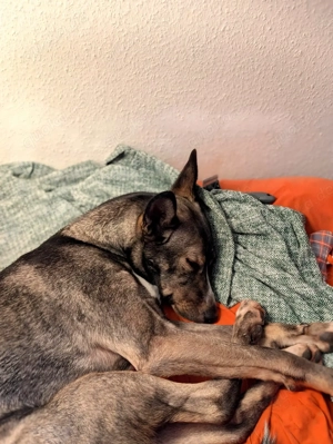 Archie (2 Jahre) sucht schönes Zuhause Bild 7